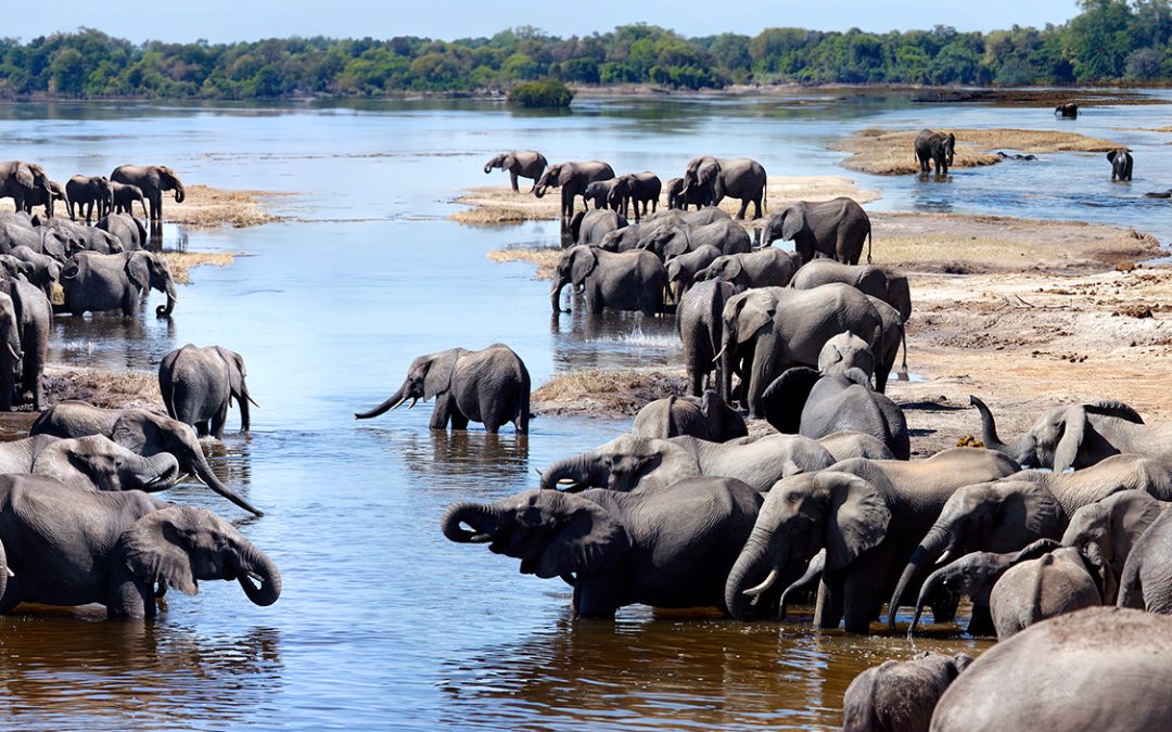 Discover the Chobe Elephant Herds