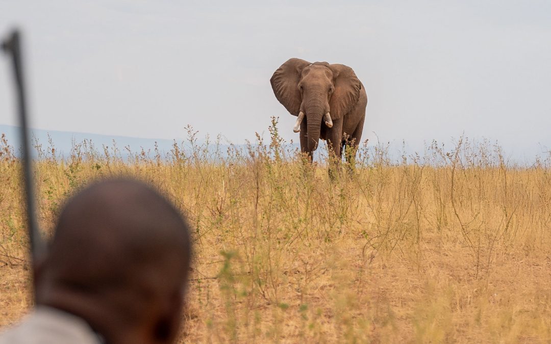 Fothergill Safari Walk